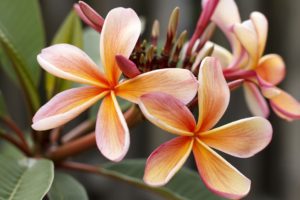Fleur frangipane