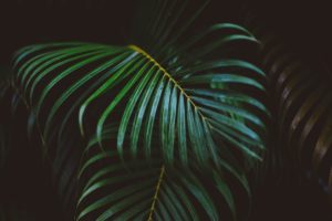 Feuilles de palmiers