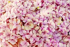 Fleurs