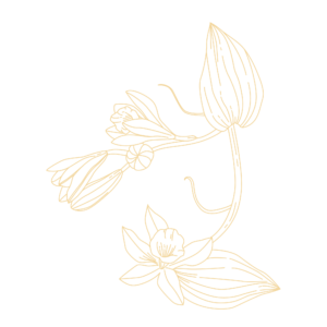 Logo vanilla beauty - salon de beauté marche-en-famenne