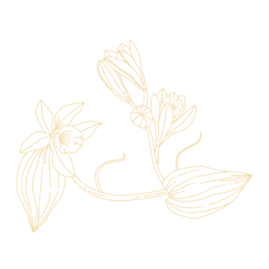 Logo vanilla beauty - salon de beauté marche-en-famenne